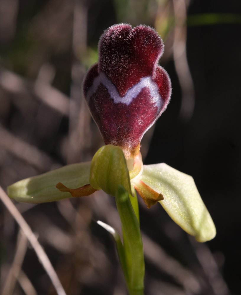Orchidee di Marzo - Dalla Grecia con passione